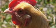 Poules et poulets en permaculture