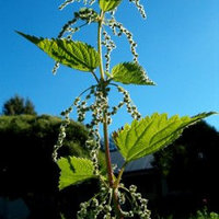 L'actualité des purins d'ortie et autres préparations à base de plantes, tels les Stimulateurs de Défenses Naturelles