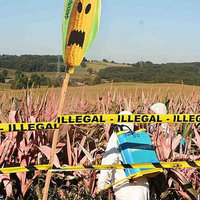 Coloriage d'un champ OGM illégal dans le Gers