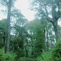 L'exemple de la forêt