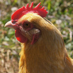 Poules et poulets en permaculture