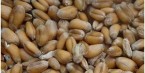 Le blé de Montreuil, du semis à la farine.