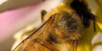 Qu'est ce qui est en train de tuer nos abeilles ?