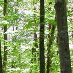 Biodiverticide : Nicolas Sarkosy invite la filière bois à en finir avec la forêt