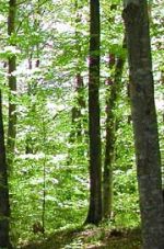 Biodiverticide : Nicolas Sarkosy invite la filière bois à en finir avec la forêt : 