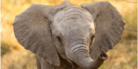 TERA : Naissance d'un bébé éléphant dans le Lot-et-Garonne