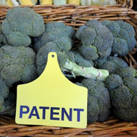 Deux brevets, sur le brocoli et la tomate ridée, en voie d'être annulés