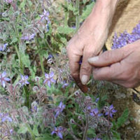 Fête des Simples : Rencontre nationale des producteurs de plantes médicinales et aromatiques.