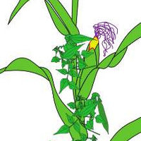 Plan de culture du Milpa : semis, repiquage et soins