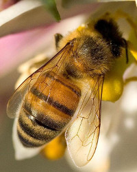 Qu'est ce qui est en train de tuer nos abeilles ? : 