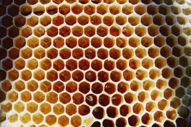 L'abeille disparaît à cause des pesticides, il est malhonnête de le contester …Et la situation continue à se dégrader... : 