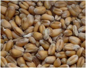 Le blé de Montreuil, du semis à la farine. : Une fois admise l'idée de semer du blé de variété ancienne au jardin des murs à pêches, il reste à la mettre en pratique.