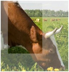 Une agriculture qui réponde aux défis environnementaux : Proposition du groupe PAC 2013 pour une PAC consciente des enjeux climatiques et environnementaux et de la responsabilité agricole autour de ces problématiques.