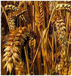 Du blé aux murs à pêches ? : Venons-en maintenant au sujet des semences et du pourquoi nous avons souhaité planter un peu de blé dans notre jardin partagé de légumes.