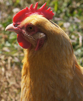 Poules et poulets en permaculture : 