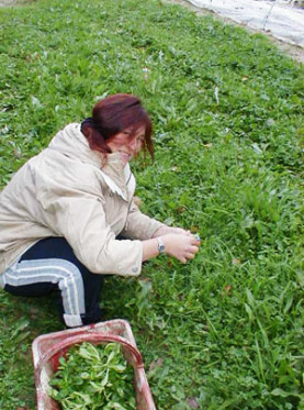Chroniques d'une Nouvelle Paysanne - printemps 2006 : 7ème chronique de l'installation de Elisabeth, nouvelle paysanne en maraîchage, sous la forme d'une AMAP, association éco-solidaire de consommateurs producteurs.