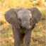 TERA : Naissance d'un bébé éléphant dans le Lot-et-Garonne